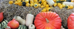 Herbst- und Erntewoche;  Foto: Rita Köhler / pixelio.de