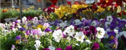 Pflanz Blumenmarkt