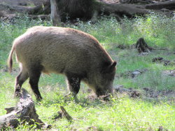 Pd0631 Wildschwein