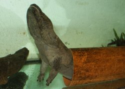 Pd0631 Riesaensalamander