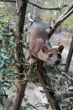 Pd0649 Fossa2