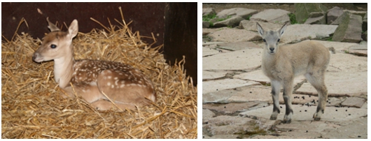 Nachwuchs bei den Mesopotamischen Damhirschen und den Steinböcken im Tierpark