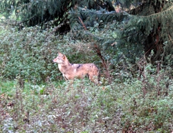 Wölfin Im Wildgatter