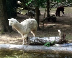 Pd0311 Tierpark Alpaka Dube