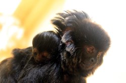 Pd0325 Springtamarin S.große