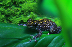 Winkerfrosch Erwachsenentier