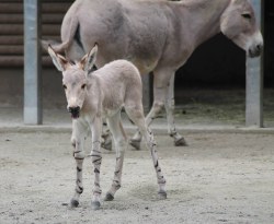 Pd0213 Somali-wildesel-fohlen 2016