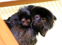 Pd0697 Springtamarin Foto S.große