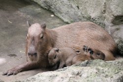 Pd0264 Capybaras S.große