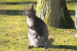 Pd0090 Känguru Foto Große
