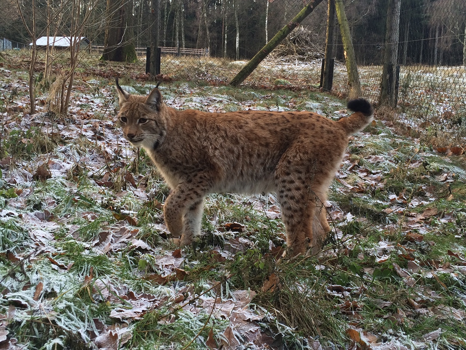 Luchsweibchen Leonie erkundet ihr neues Gehege
