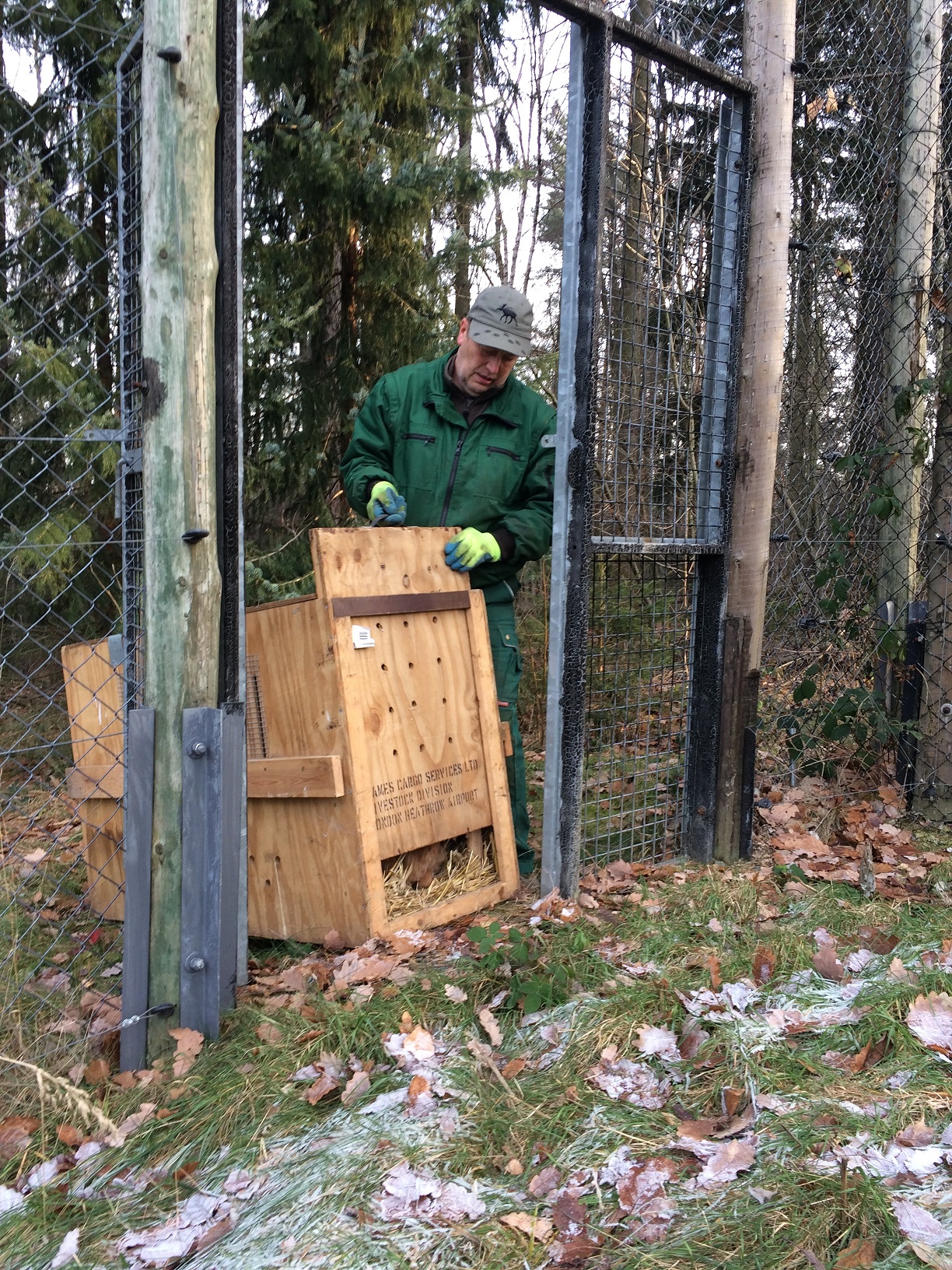 Tierpfleger Frank Patzsch öffnet die Transportbox