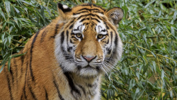 Tiger aus Nürnberg zieht nach Chemnitz, Foto: Dieter und Marion Sempf