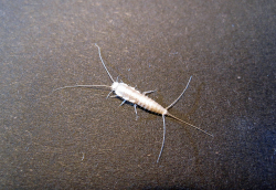 Ctenolepisma Calva