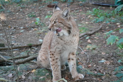 Luchs im Wildgatter Luchs im Wildgatter