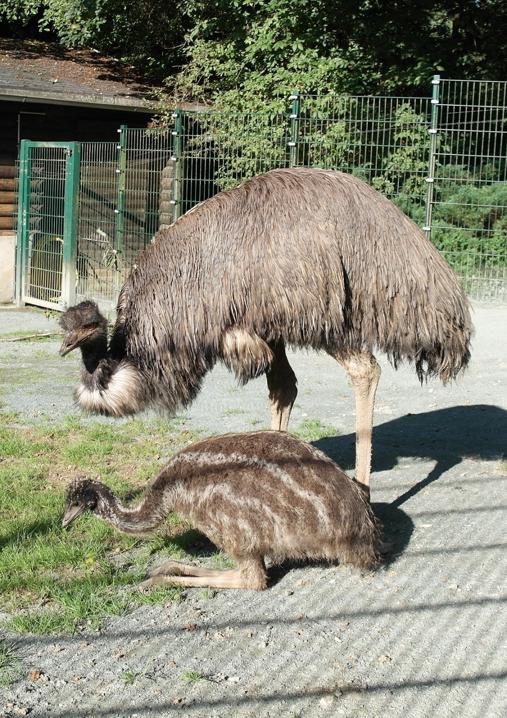 Das Emu-Kücken und sein Vater