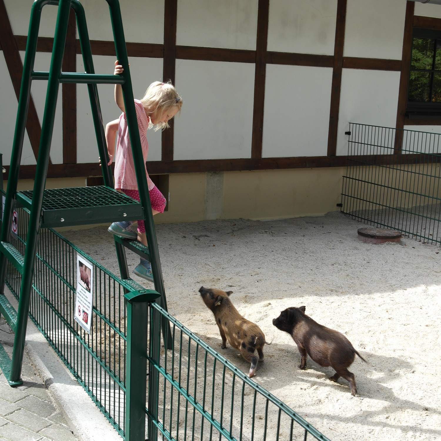 Über eine Leiter gelangen die Kinder in das Streichelgehege