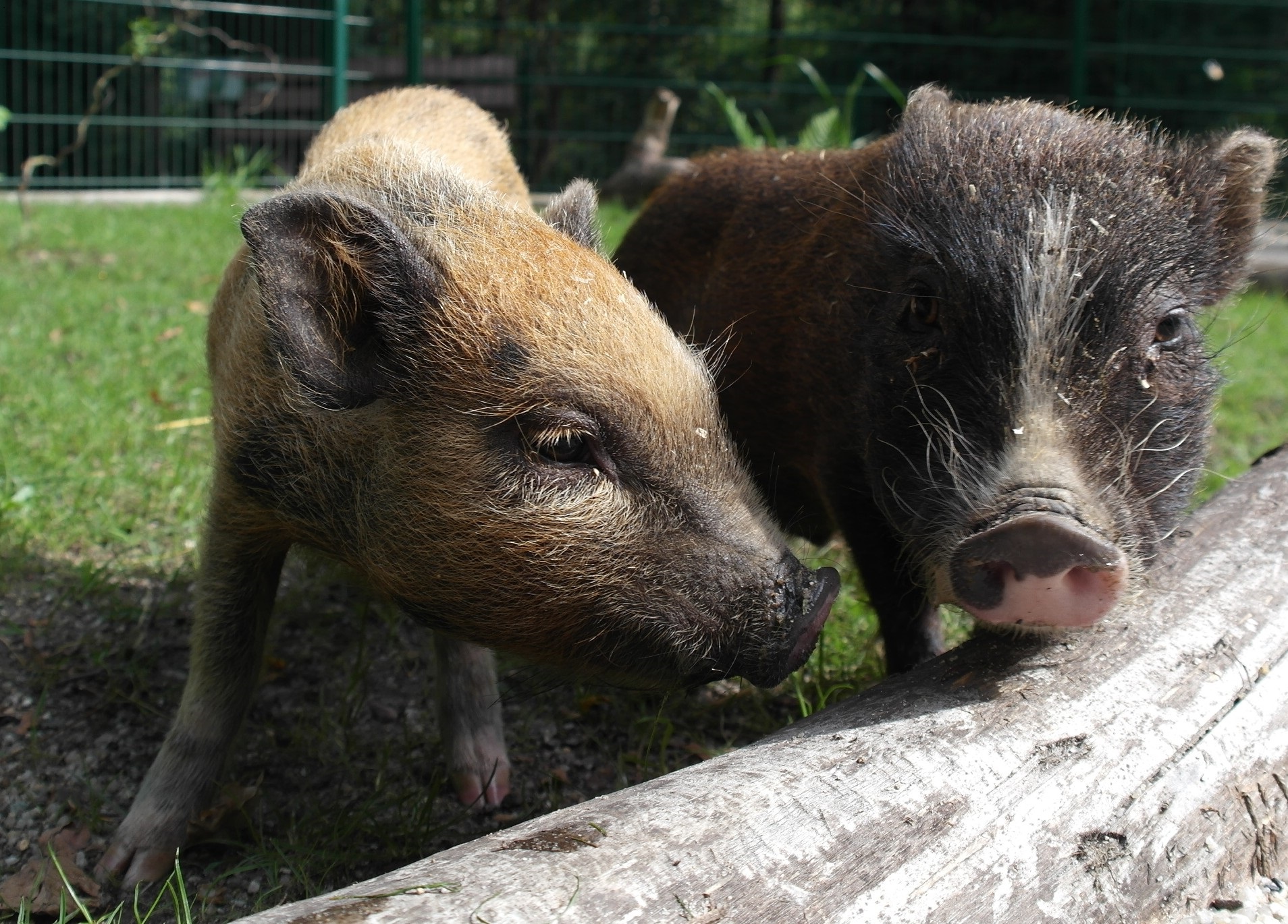 Die Minischweine „Ehrmann“ und „Almi“ im neuen Streichelgehege