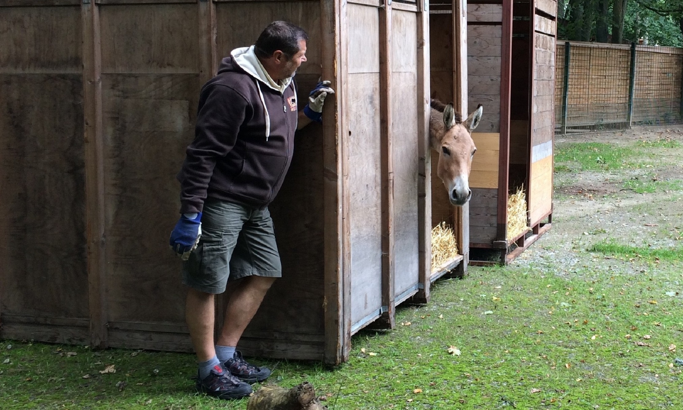 Ankunft der Kulan-Stuten (im Bild ein Transport-Mitarbeiter) 