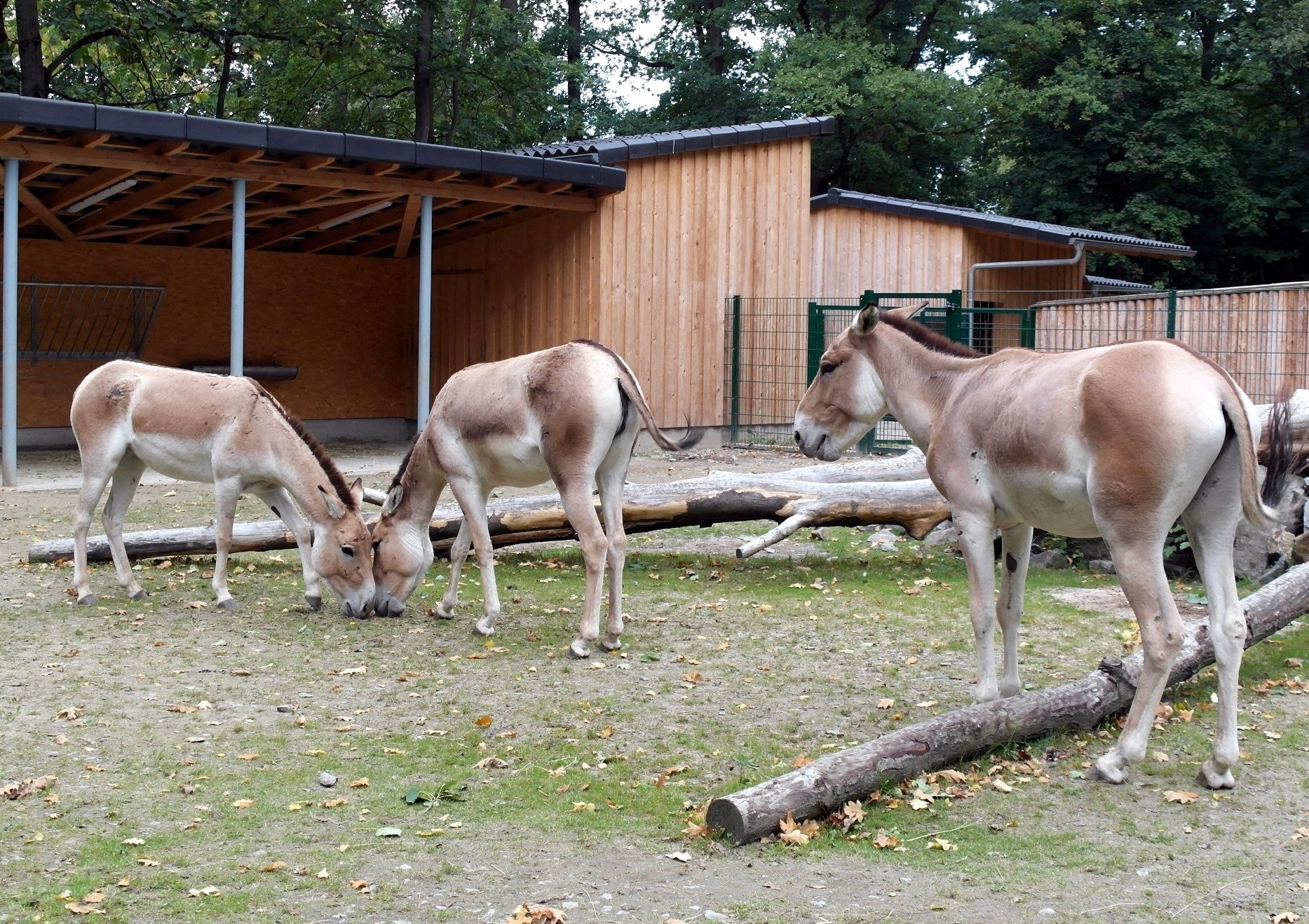 Die beiden neuen Stuten Angelina Jolie und Angel Dark (links im Bild) und Hengst Flocke