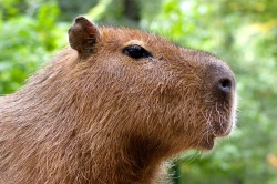 Tierpark Capybara Tierpark Capybara