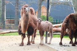 Tierpark Nachwuchs Tierpark Nachwuchs