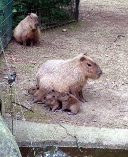 Pd0343 Capybaras Foto Dube-1