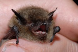 Pd0399 Fledermaus