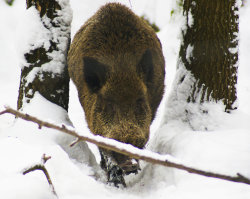 Pd0046 Wildschwein Im Wildgatter