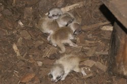 Erdmännchen-Juntiere im Tierpark Chemnitz / Foto: Tim Schikora