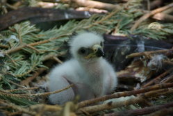 Pd0344 Steppenadler