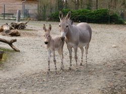 Somaliwildesel mit Jungtier / Foto: Anja Dube, Tierpark