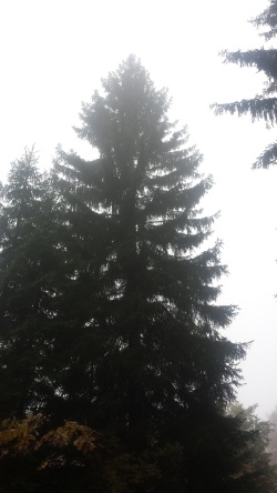 Pd0659 Weihnachtsbaum2015