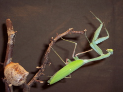 Gottesanbeterin, © Museum für Naturkunde Chemnitz