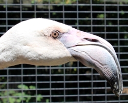 Rosaflamingo