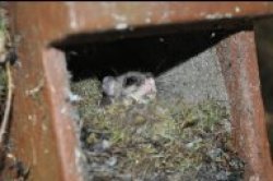 Siebenschläfer in einem Nistkasten im Schützwald in Wittgensdorf Foto: Stadt Chemnitz/Umweltamt.
