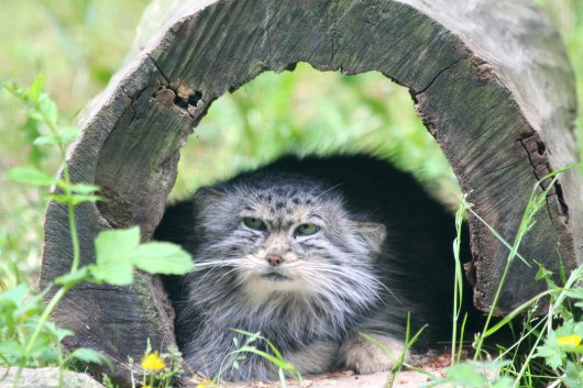 Ein seltener Manul