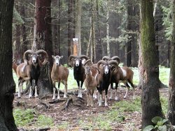 Neugierige Mufflons im Tierpark