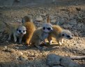 Erdmännchen im Tierpark