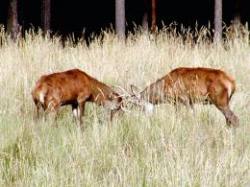 Animal Preserve Animal Preserve