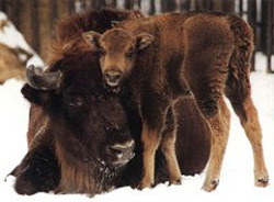 Animal Preserve Animal Preserve