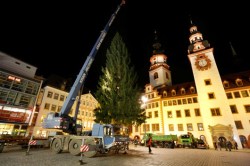 15. November 2014: Der Weihnachtsbaum wird aufgestellt