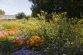 Sommerblumen im Botanischen Garten Sommerblumen im Botanischen Garten