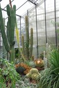 Sukkulenten im Sukkulentenhaus des Botanischen Gartens