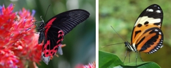 Schmetterlingsschau "Fliegende Edelsteine" vom 29. März bis 27. Mai Schmetterlingsschau "Fliegende Edelsteine" vom 29. März bis 27. Mai