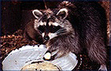 Waschbär