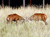 Details Tierpark _wildgatter 2 Details Tierpark _wildgatter 2