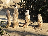 Erdmännchen Erdmännchen