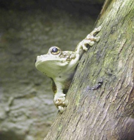 Frosch Frosch