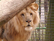zoologická zahrada zoologická zahrada